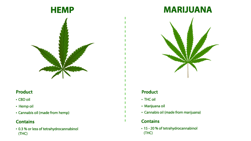 Illustration of Marijuana vs Hemp