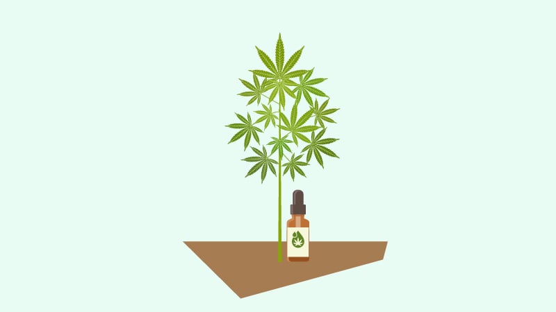 Illustration of CBD Oil and Hemp Plant on green background