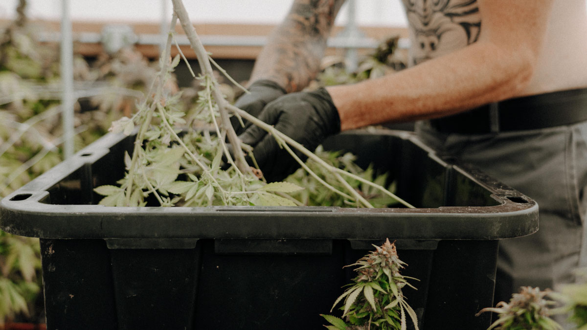 harvesting hemp cannabis sativa from indoor farm
