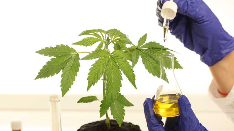 lab testing cbd oil extract