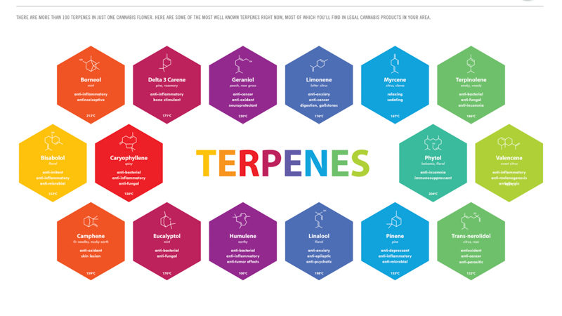 Terpenes in CBD Oil illustration