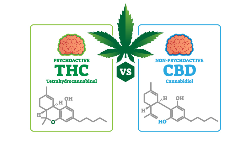 Illustration of CBD vs THC Chemical Structure on white background