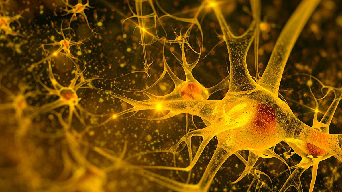 Endocannabinoid system (ECS) illustration