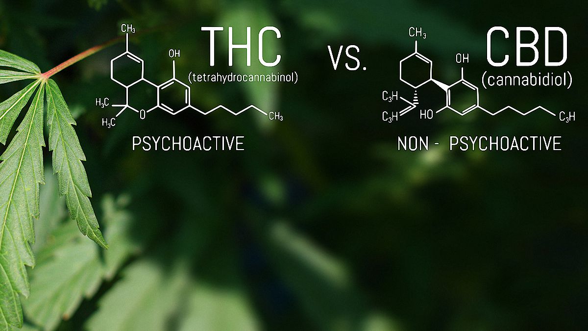 CBD and THC Chemical Structure with hemp leaf in the background