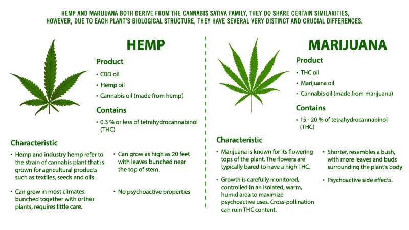 Illustration of Hemp Vs Marijuana 