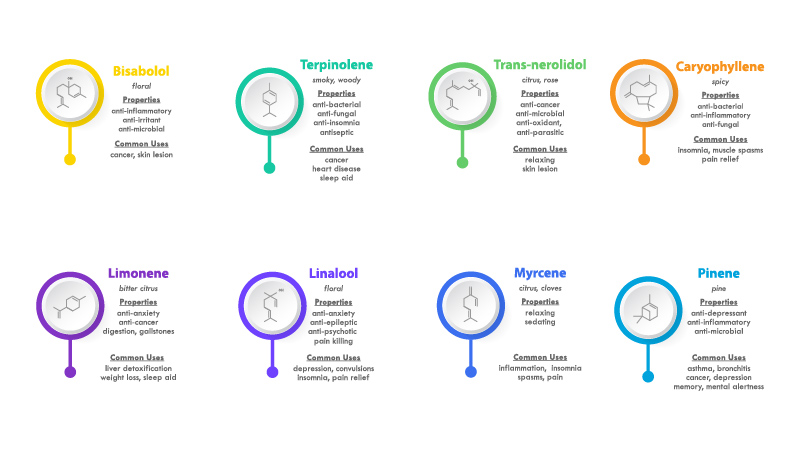 Illustration of Different kind of Terpenes on white background