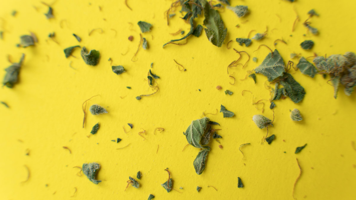 Crushed Hemp Flower on yellow background