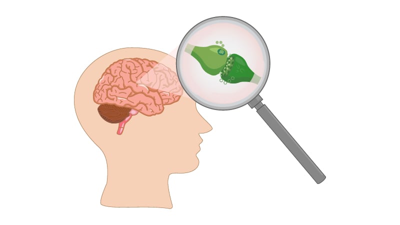 Illustration of Endocannabinoid system in the human brain on white background