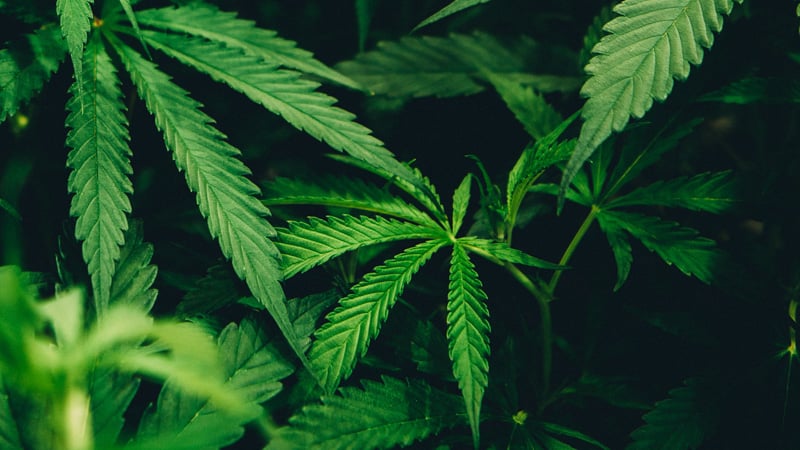 hemp leafs from cannabis sativa plants